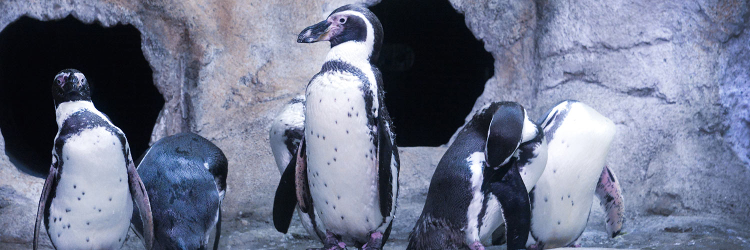 Humboldt penguins are featured at the Aquarium of Niagara