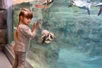 Humboldt penguins swim in their pool at the Aquarium of Niagara's Penguin Coast exhibit