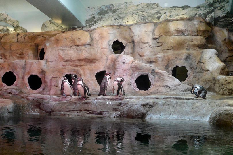 Humboldt penguins are featured at the Aquarium of Niagara's Penguin Coast exhibit