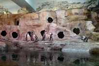 Humboldt penguins are featured at the Aquarium of Niagara's Penguin Coast exhibit