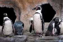 Humboldt penguins are featured at the Aquarium of Niagara's Penguin Coast exhibit