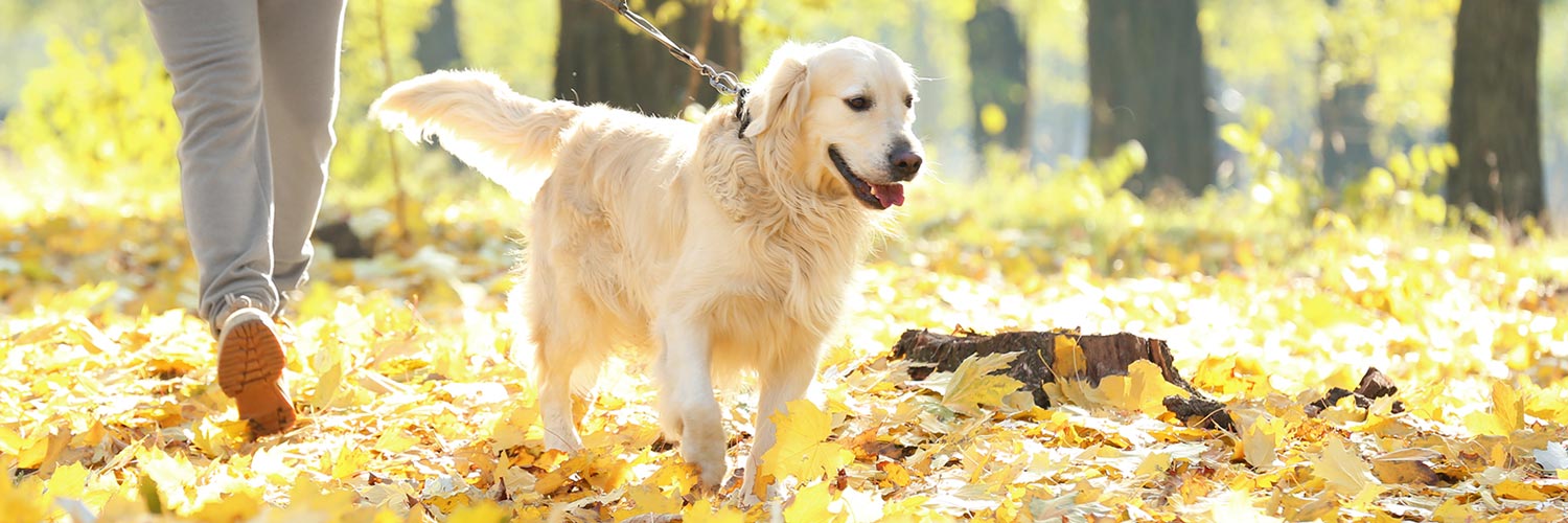 A dog is walked through a pet-friendly park