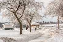 Experience the serenity of Niagara Falls State Park in the winter