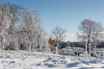 Experience the serenity of Niagara Falls State Park in the winter